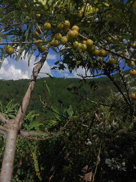 油柑果