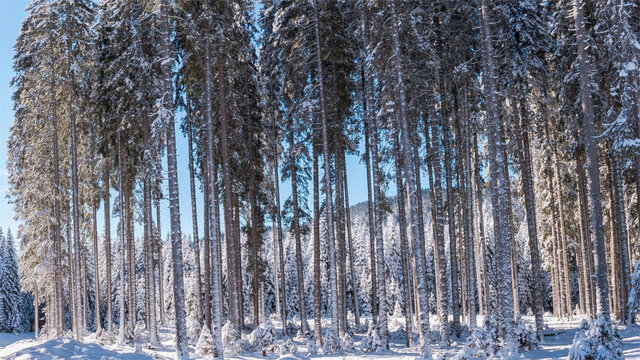 冰天雪地中的树林