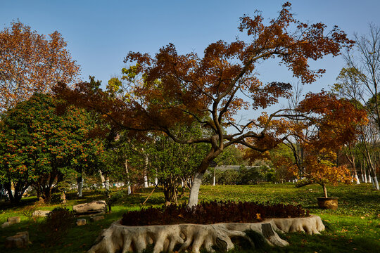 芜湖市雕塑公园盆景园