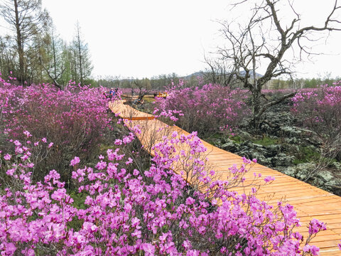 春季杜鹃花木栈道