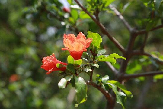 石榴花