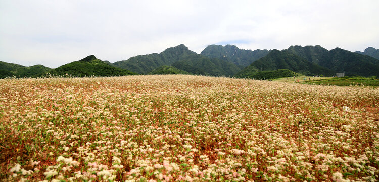 荞麦花海