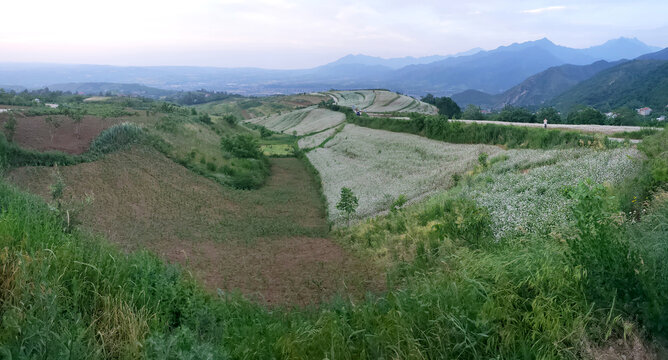 高山荞麦地