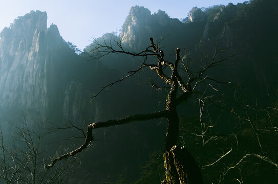 黄山枯树