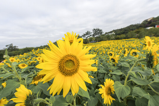 向日葵花田