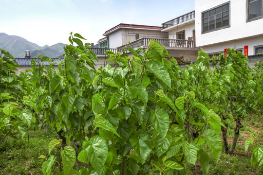 绩溪旺川村桑园