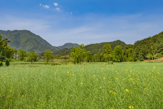 绩溪旺川村田园风光