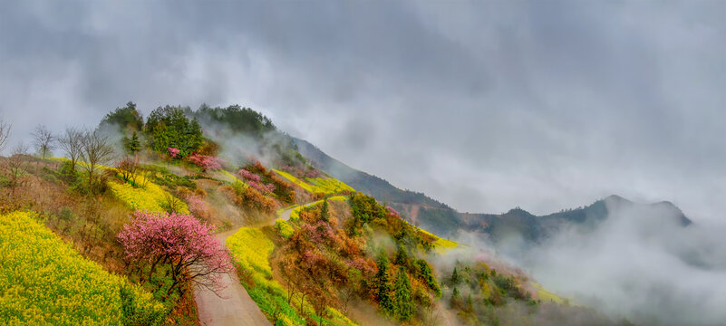 歙县石潭油菜花全景图