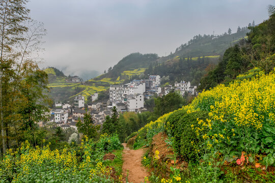 歙县石潭下汰村油菜花