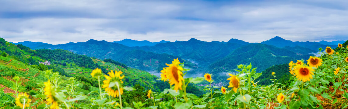 歙县石潭向日葵全景图