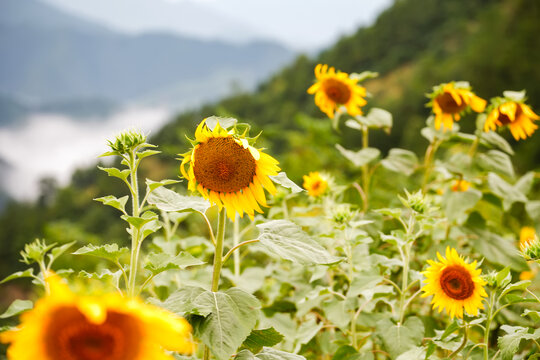 歙县石潭高山向日葵