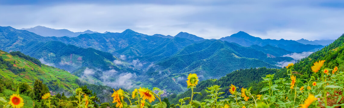 歙县石潭高山向日葵全景图