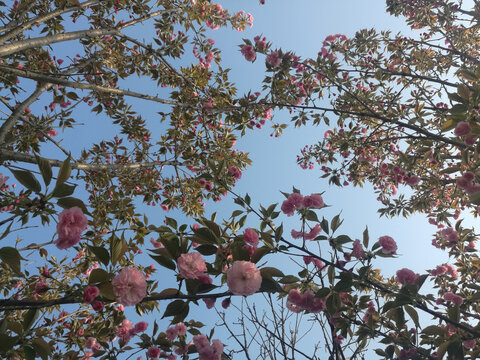 粉红樱花花团锦绣