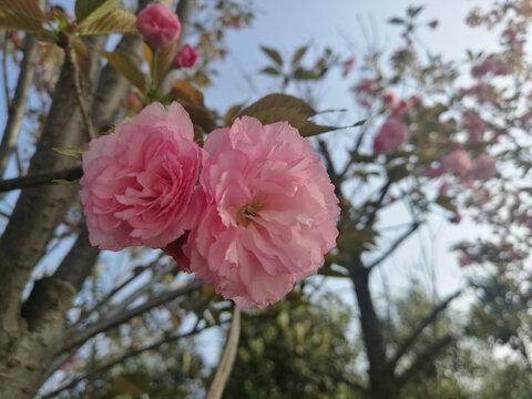 粉红樱花双双相伴开