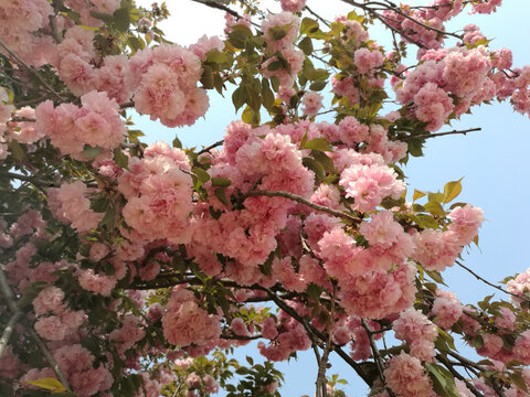 粉红樱花团开满树