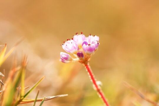 唯美小草花卉背景特写