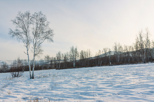 雪原暮色白桦树