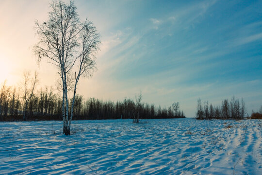 傍晚雪原一棵树