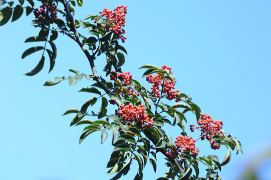 通红的花椒