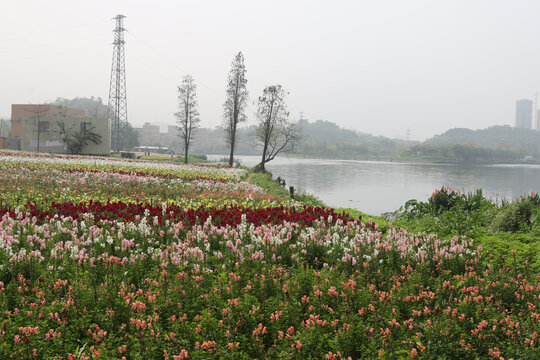 花海