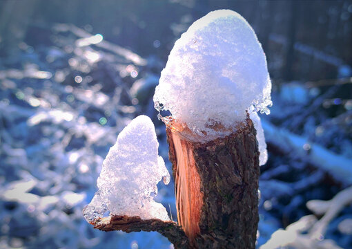 树枝上的冰雪