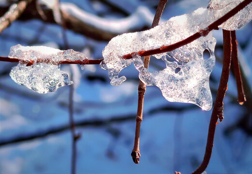 树枝上的冰雪