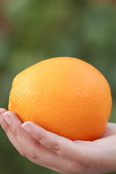手里拿着新鲜脐橙