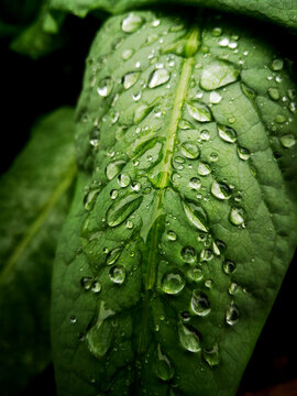 绿叶上的雨珠