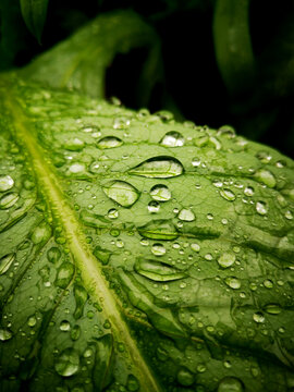 绿叶雨珠