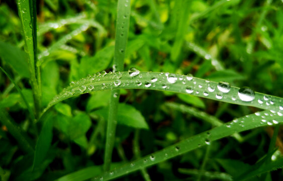 草叶上的雨滴