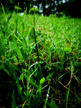 雨后草地