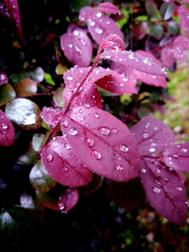 雨后红檵木