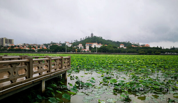 东莞桥头莲湖风光