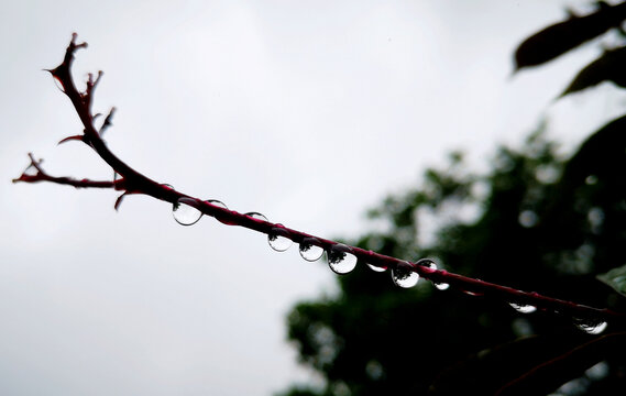 树枝雨滴