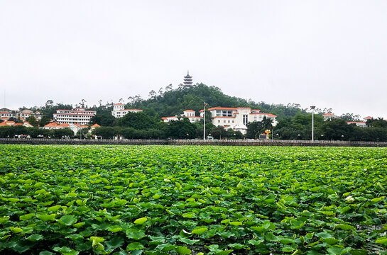 桥头莲湖风光