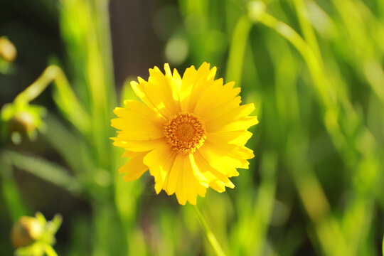 小菊花