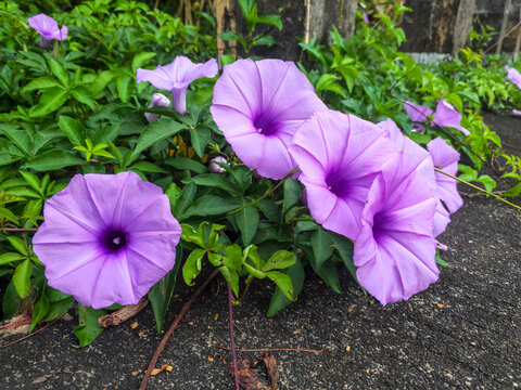 牵牛花