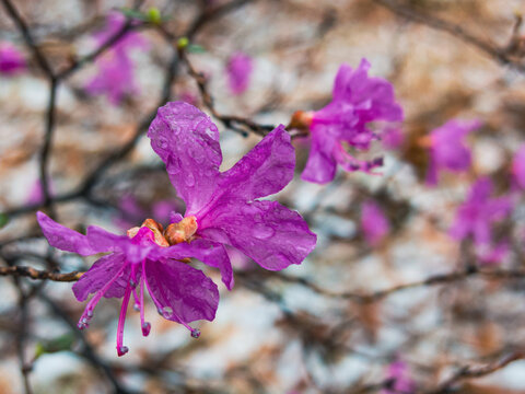 杜鹃花