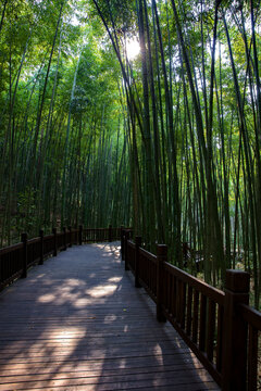 竹海景观