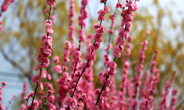 榆叶梅花季