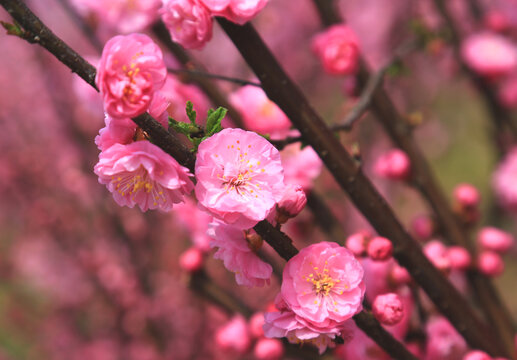 榆叶梅花枝