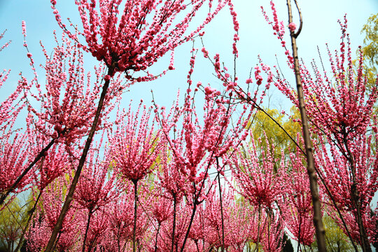 榆叶梅盛花季