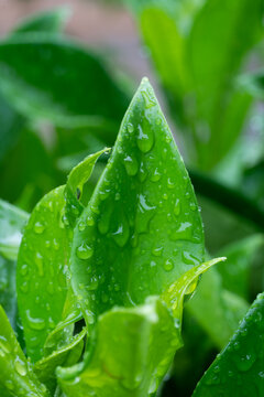 雨滴露水绿植