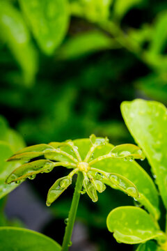 雨滴露水绿植