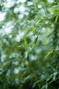 雨后绿植