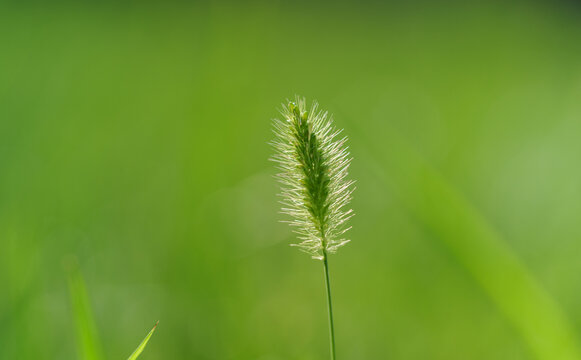 狗尾巴草