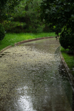 雨中落叶