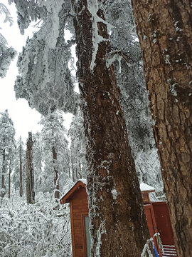 雪景树林积雪雪山雾凇