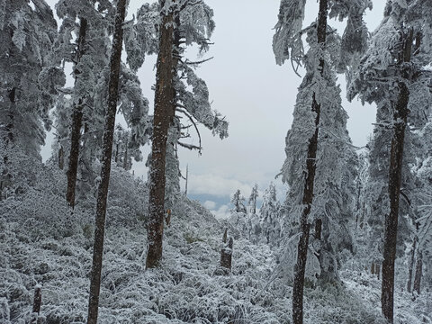 雪景树林积雪雪山雾凇