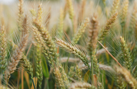 快成熟的小麦